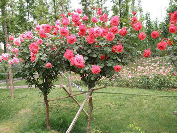 不同颜色玫瑰花的花语是什么？