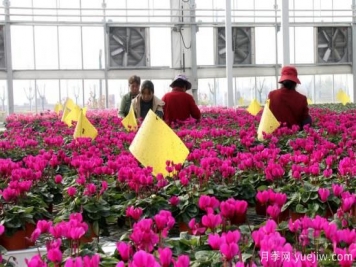 扬州高邮：每天发货30万株，花工厂绽放乡村振兴致富花