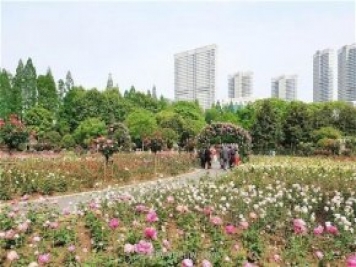 武汉市第十三届月季展，青山和平公园等你来打卡