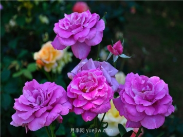 南昌滨江月季园，带你去看天下风流的江西月季花