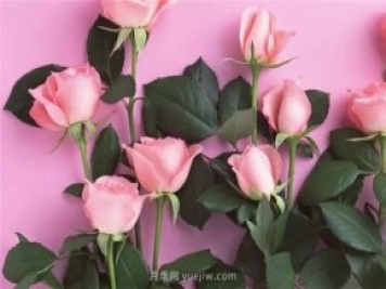 从1-9394朵玫瑰花语加图片，送花原来这么多讲究!
