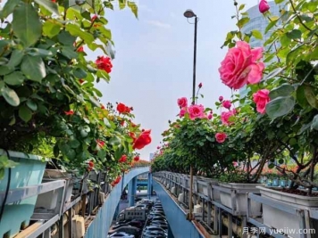 1.2万株月季盛开，南昌八一桥景观花廊拥抱春景