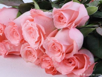 戴安娜玫瑰的花语是什么？有图片的更好？