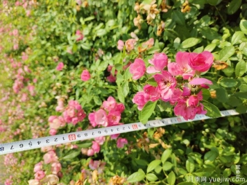 安吉拉月季盆栽苗，60厘米高基地发货
