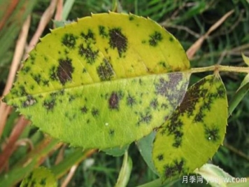 深秋天季节月季出现斑点的病害原因与防治