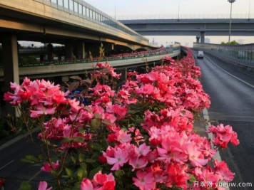 30万株新品种，杭州高架月季会带来什么样的惊喜？