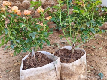 盆栽月季多年不换盆，3个办法也能保持生长旺盛