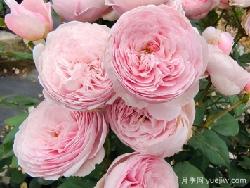 19朵粉色玫瑰花语是什么？