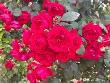 6款红色系的藤本月季品种，适合打造网红花墙