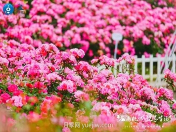 2024年第二届杭州市月季花展举办，赏500万株月季