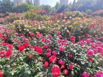 郑州月季公园40万株月季竞相绽放，感受花漾生活