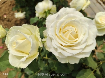 十一朵白玫瑰的花语和寓意