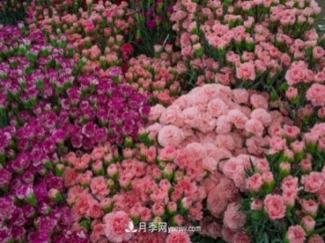 中国6大花市，全国花卉批发市场介绍