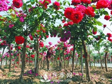 新品“月季树”为北京市花添色彩，居然引种自南阳内乡