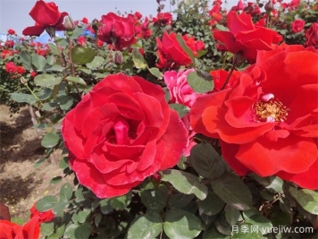月季、玫瑰、蔷薇分别是什么？如何区别？