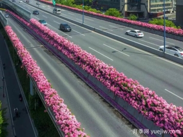 杭州高架月季初开，2024年又到走花路时间