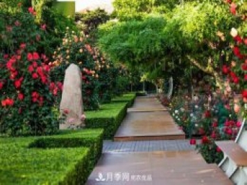 秦皇岛适合养月季花，市花和市树是什么