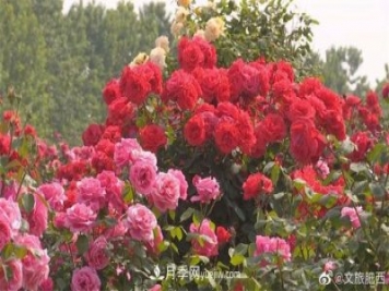 肥西县三河镇百亩树状月季园：花开正艳，产业增收